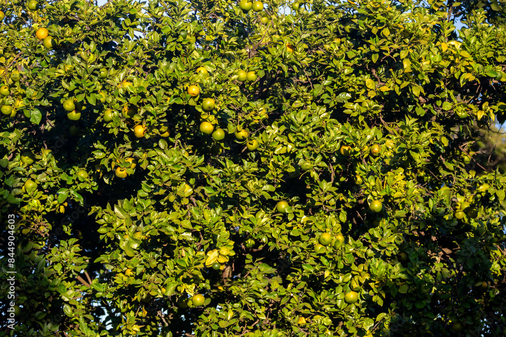Special background with nature scenery, tree, flowers, flowers Special background with nature scenery, tree, flowers, flowers