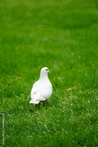 white dove on grass