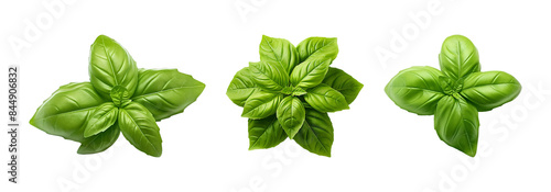 Basil leaves in three clusters, showcasing their vibrant green color and fresh, aromatic leaves against a transparent background.