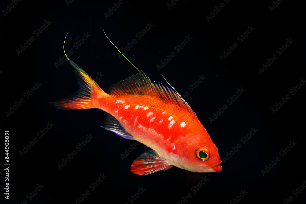 Adult male Sakura or Cherry Anthias (Sacura margaritacea) from Japanese penninsula
Adult male Sakura or Cherry Anthias (Sacura margaritacea) from Japanese penninsula