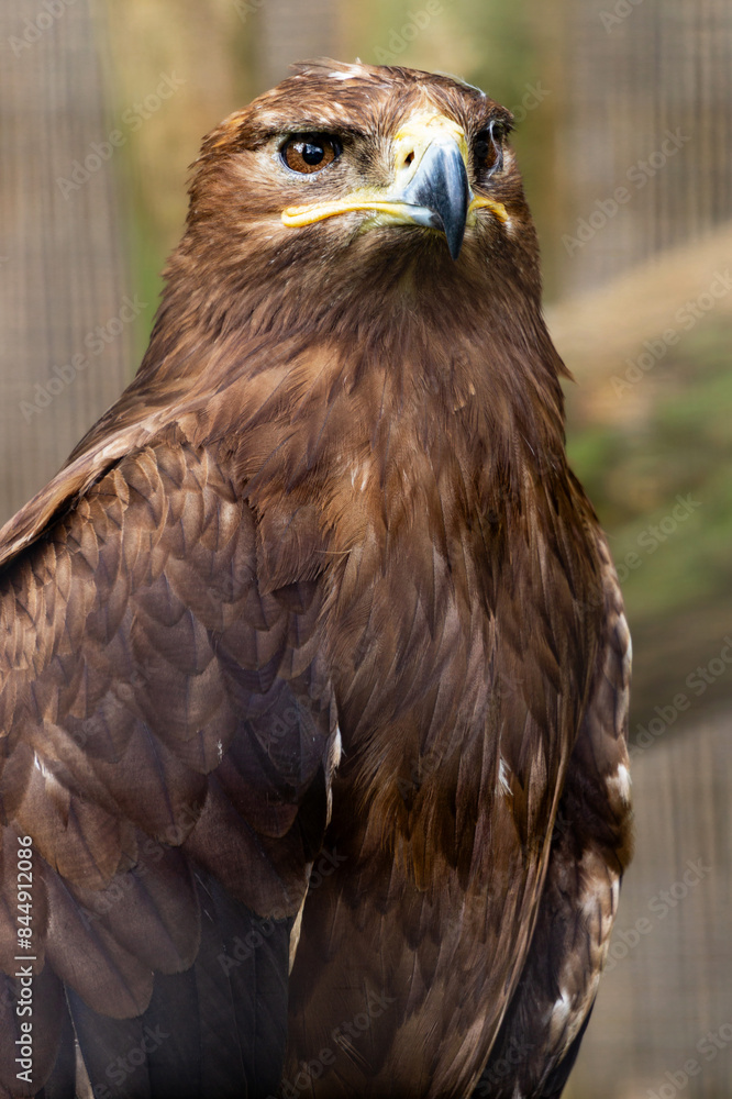 Fototapeta premium Steppe eagle, symbol of freedom, bird of prey