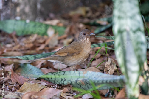 Orange thrush Turdus rufiventris ,  sabiá-laranjeira. A typical Brazilian bird with a harmonious and very beautiful song. © Adilson