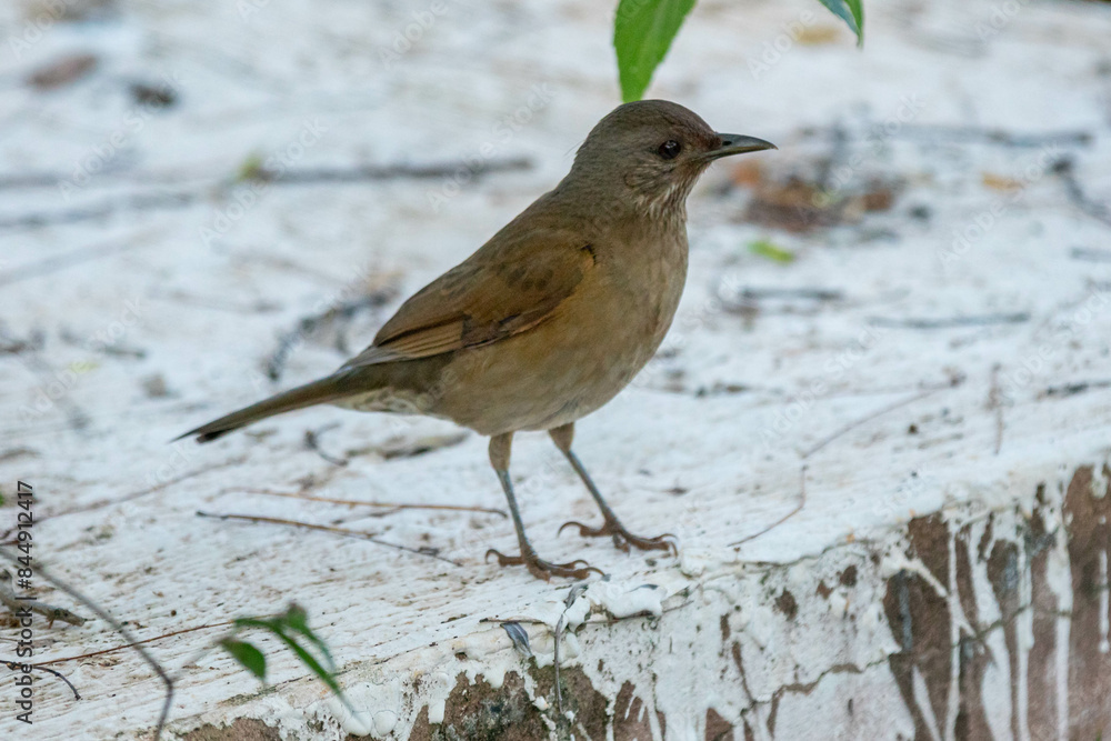Fototapeta premium Orange thrush Turdus rufiventris , sabiá-laranjeira. A typical Brazilian bird with a harmonious and very beautiful song.