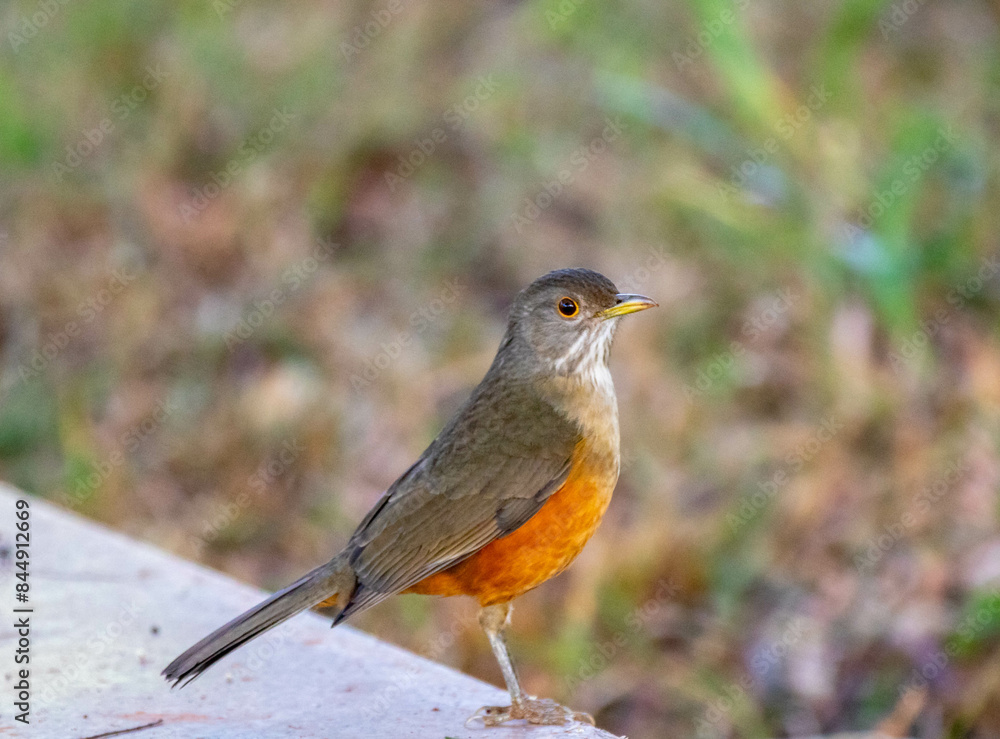 Orange thrush Turdus rufiventris , sabiá-laranjeira. A typical Brazilian bird with a harmonious and very beautiful song. Orange thrush Turdus rufiventris , sabiá-laranjeira. A typical Brazilian bird with a harmonious and very beautiful song.