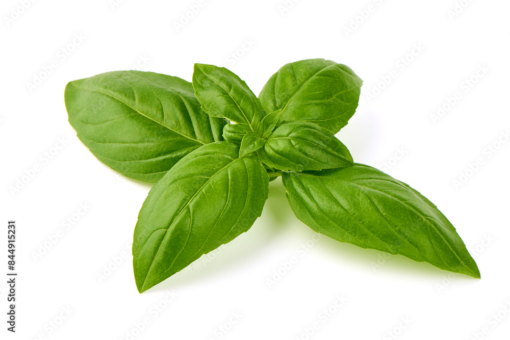 Fresh Green Basil Leaf, close-up, isolated on white background. Fresh Green Basil Leaf, close-up, isolated on white background.