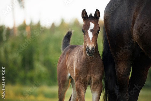 Bild auf Leinwand beautiful young foal portrait outdoors in summer