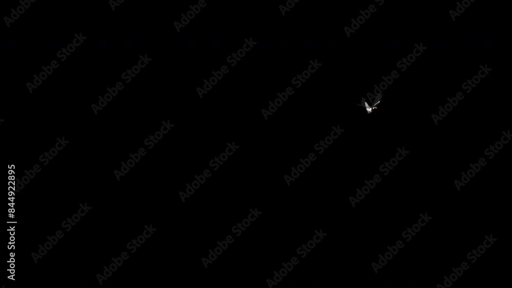 South East Asian Starling Bird - Indian Peid Mynah - Flying Around Loop - Alpha Channel - Realistic 4K Ultra HD 3D animation isolated on transparent background South East Asian Starling Bird - Indian Peid Mynah - Flying Around Loop - Alpha Channel - Realistic 4K Ultra HD 3D animation isolated on transparent background