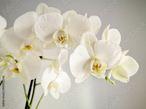 Beautiful White Orchid Blossoms on Light Background