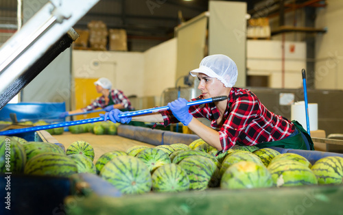 Woman hardworking in agricultural facility, using long handle brush while cleaning and sorting watermelons at conveyor belt line.