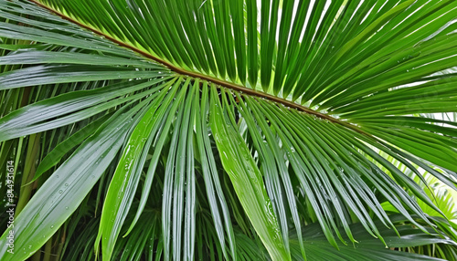 Vibrant green palm leaves glistening with dew in the tranquil beauty of a tropical rainforest