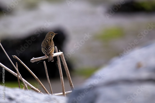 Meadow Pipit (Anthus pratensis) - Commonly Found in Europe and Western Asia photo