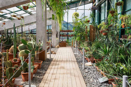 Greenhouse Filled with Various Cacti and Succulents © Jannissimo