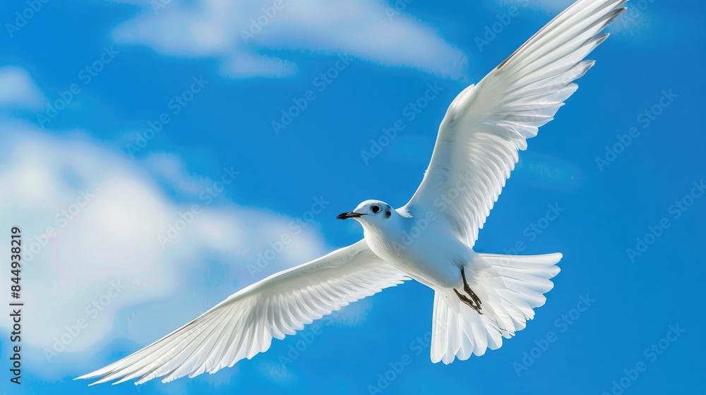White bird soaring under clear skies White bird soaring under clear skies
