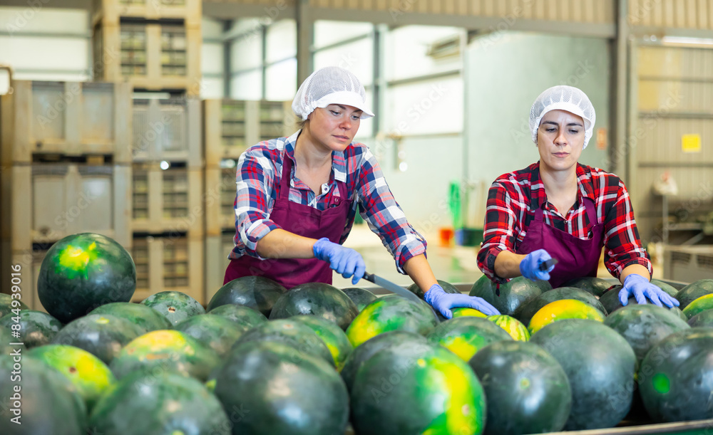 Fototapeta premium Latin and caucasian women in uniform standing at conveyer in factory and using knives while sorting watermelons.