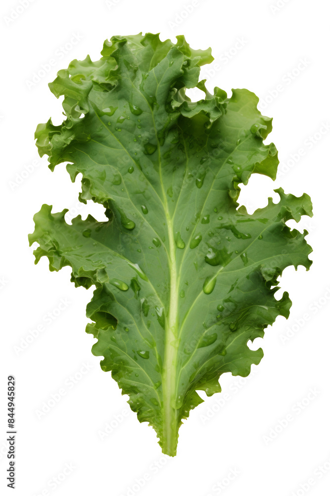 Kale leaf salad vegetable isolated on white background. Kale leaf salad vegetable isolated on white background.