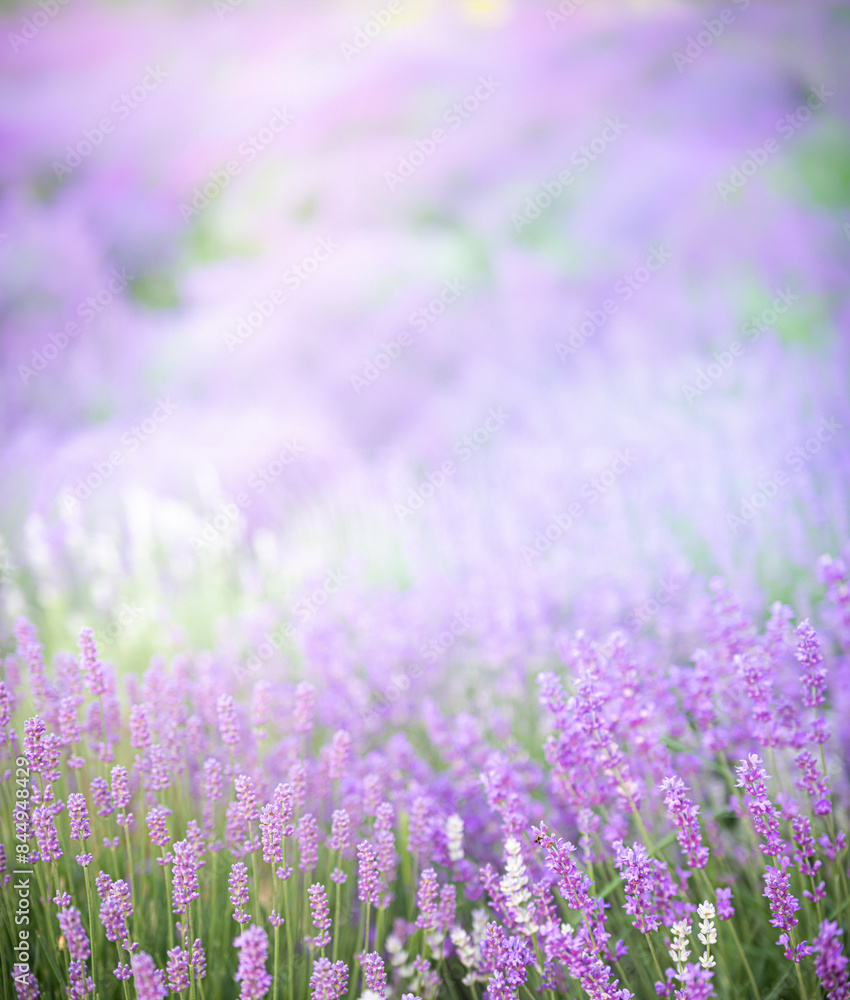 Lavender bushes closeup on sunset. Sunset gleam over purple flowers of lavender. Provence region of France. Lavender bushes closeup on sunset. Sunset gleam over purple flowers of lavender. Provence region of France.