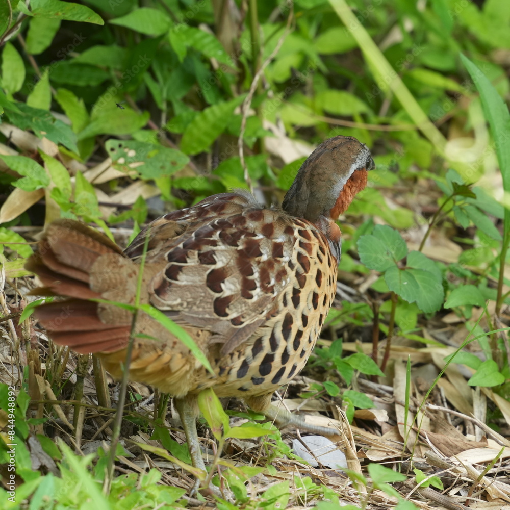 chinese partridge in a grass field chinese partridge in a grass field