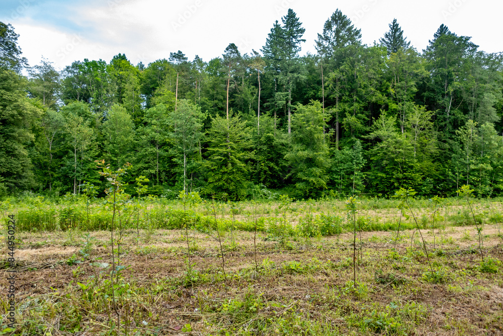 Neuanpflanzung von jungen Laubbäumen im Mischwald Neuanpflanzung von jungen Laubbäumen im Mischwald