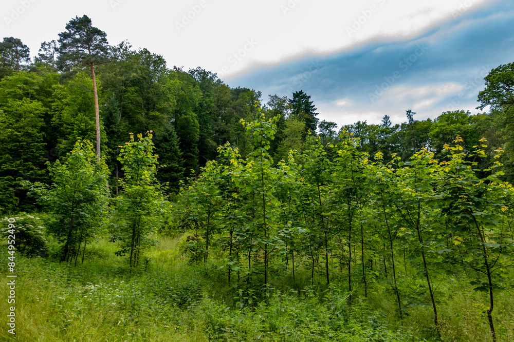 Neuanpflanzung von jungen Laubbäumen im Mischwald
