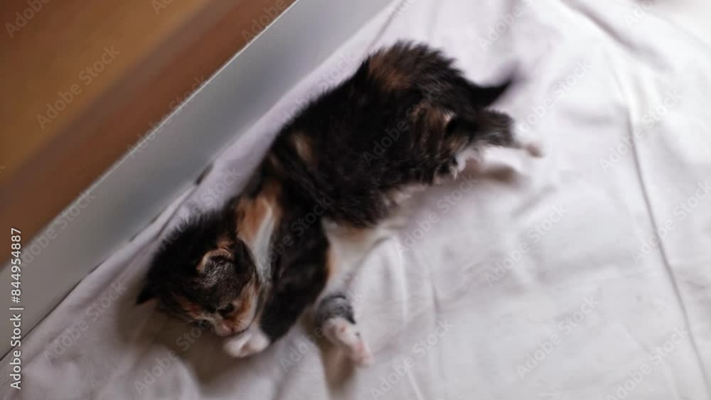 A small newborn kitten plays with its paws while lying in a box. A small newborn kitten plays with its paws while lying in a box.
