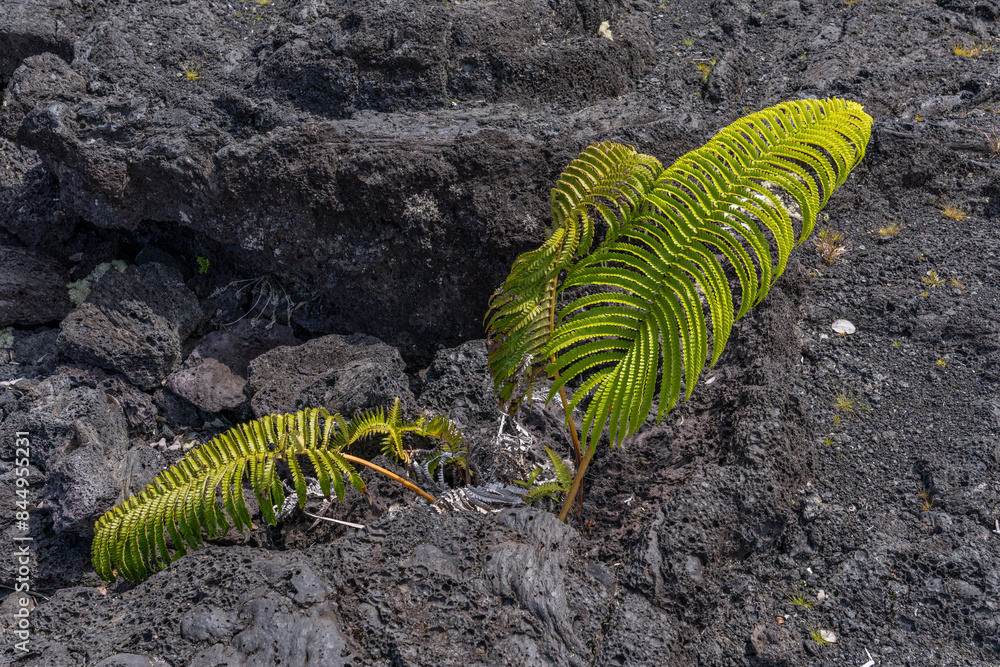 Sadleria cyatheoides, amaumau fern or ʻamaʻu, is a fern species in the ...
