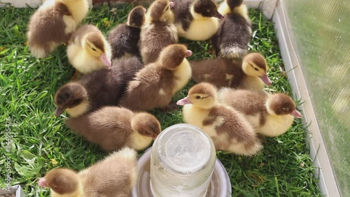 Group of Ducklings in Glass Enclosure