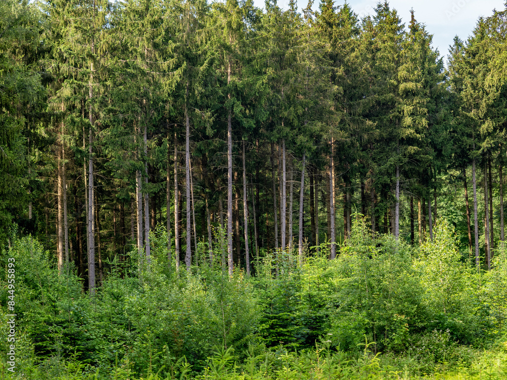 Wiederaufforstung durch anpflanzen von jungen Bäumen im Mischwald Wiederaufforstung durch anpflanzen von jungen Bäumen im Mischwald