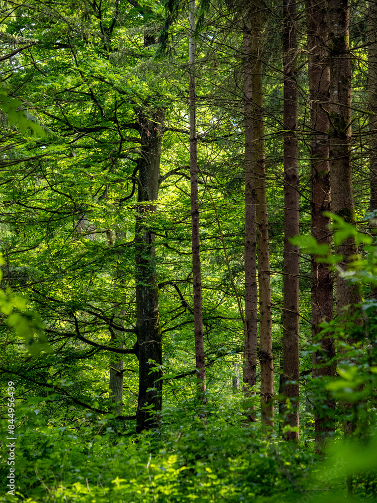 Fototapeta premium Waldweg im Frühjahr