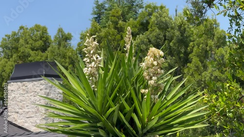 Blooming three headed yucca tree in Los Angeles, Southern California