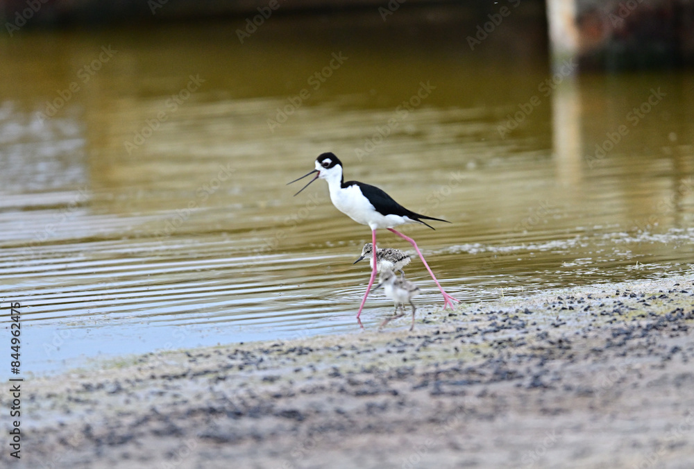 Black-necked stilt aka Himantopus mexicanus chicks Black-necked stilt aka Himantopus mexicanus chicks