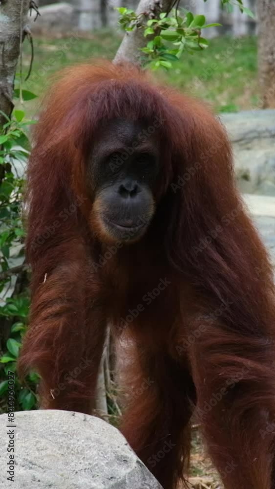 feMale adult Orangutan Sitting On The Grass Under The Shade Of a Tree. Orangutans, great apes, tropical forests feMale adult Orangutan Sitting On The Grass Under The Shade Of a Tree. Orangutans, great apes, tropical forests