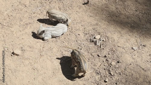 Group of Wild Boars Laying on the Ground photo