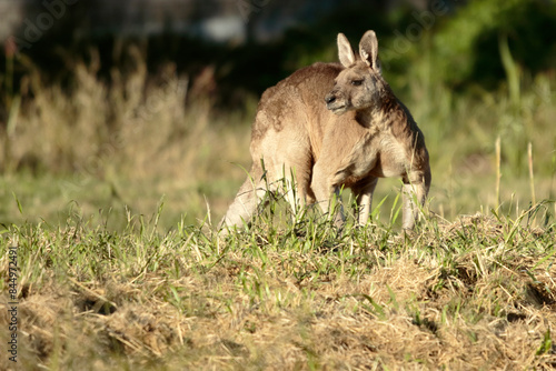 Suburban Kangaroos