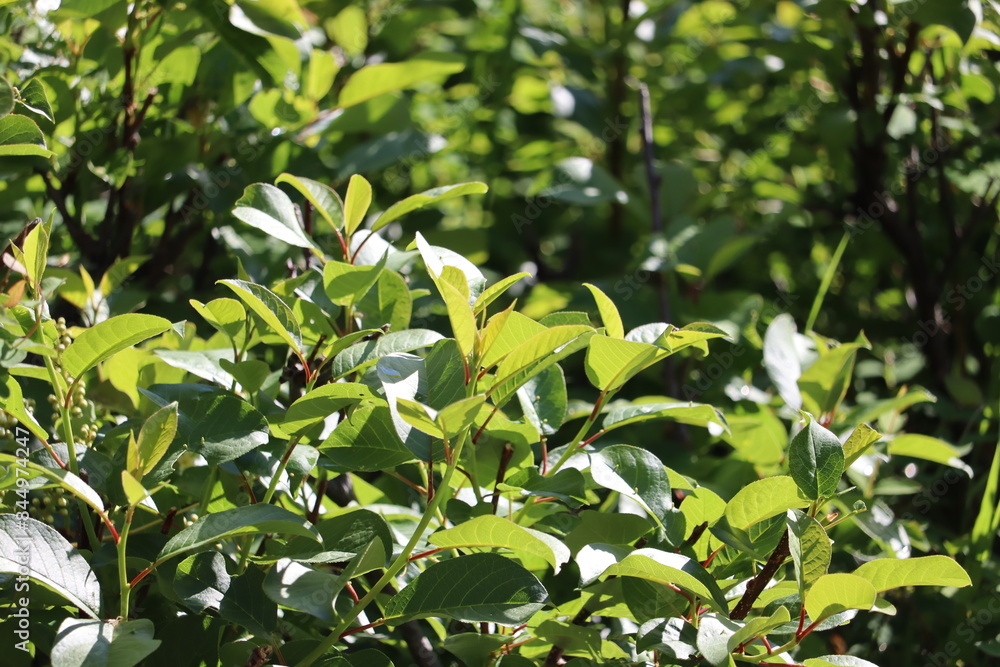 Fototapeta premium leaves in the garden