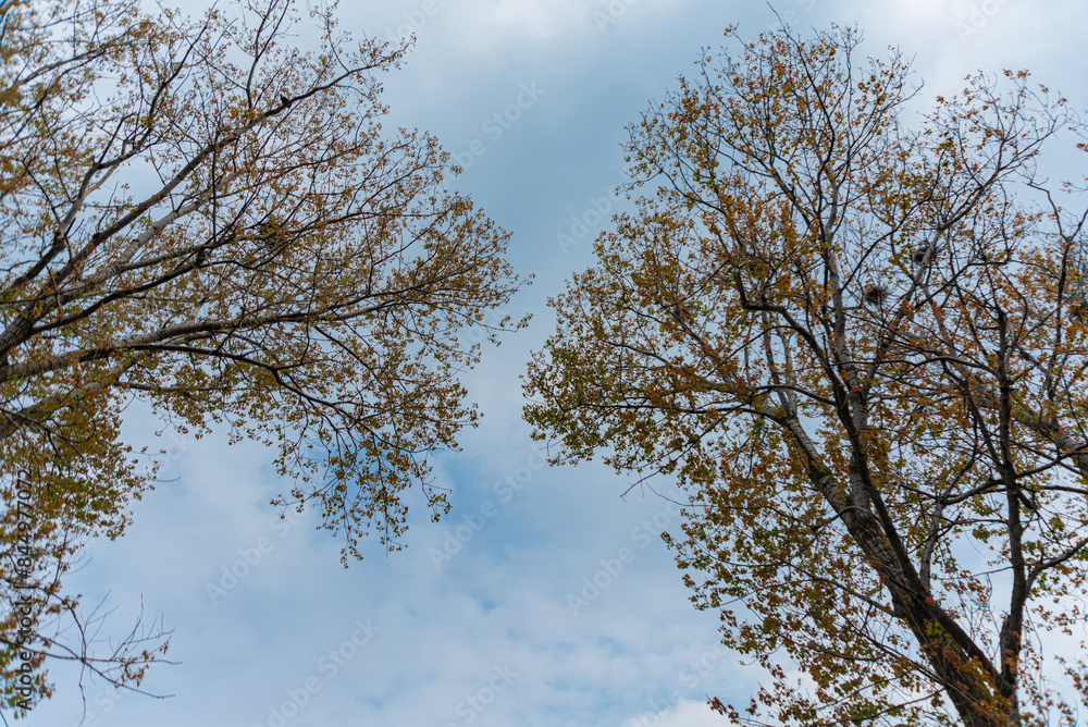 Trees with leaves on a cloudy day Trees with leaves on a cloudy day