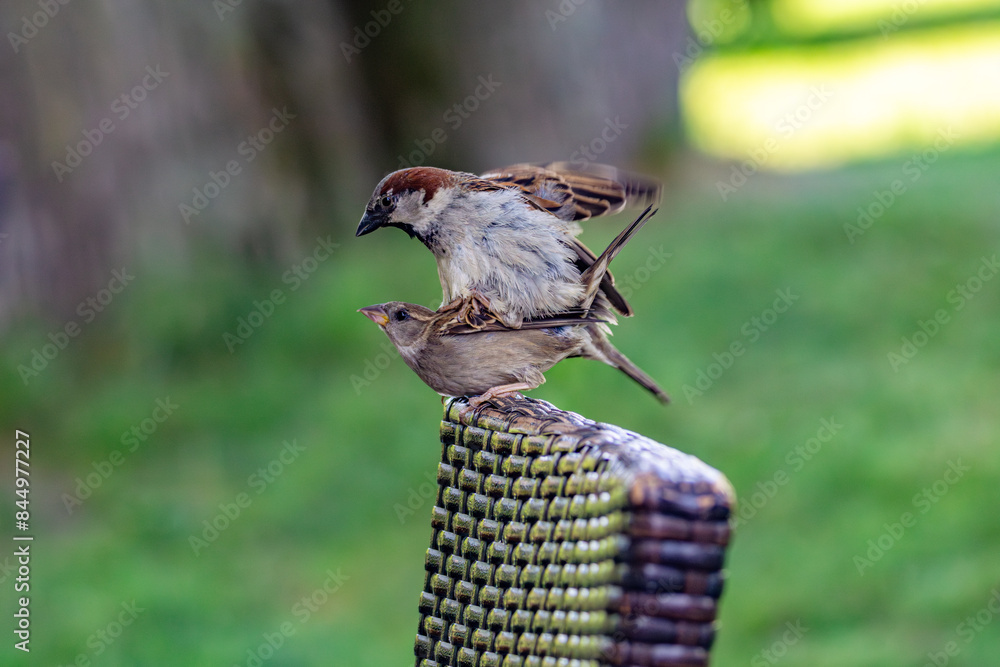 Naklejka premium House Sparrows Mating on a Chair