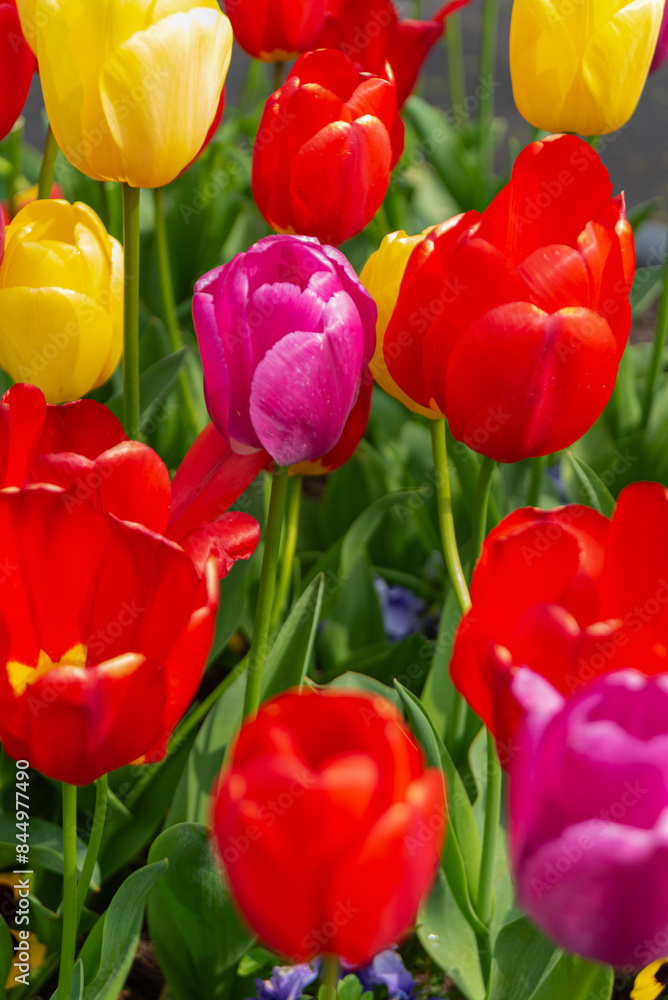 Colorful tulips, flowers from the Netherlands - Holland Colorful tulips, flowers from the Netherlands - Holland