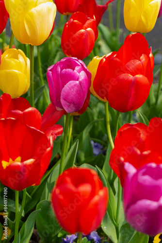 Colorful tulips, flowers from the Netherlands - Holland