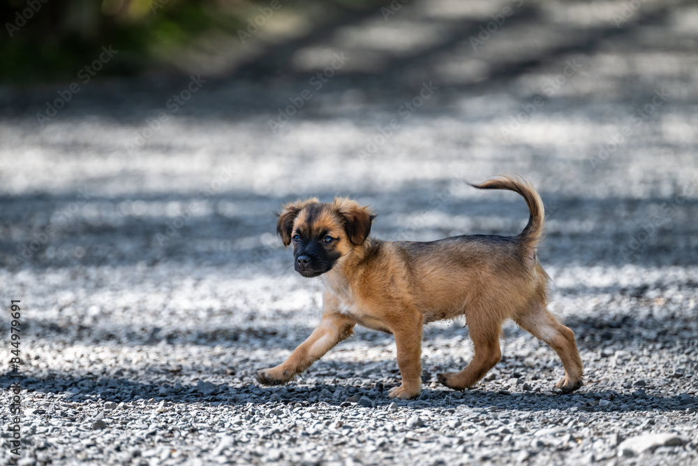 Small fluffy puppy walking on a gravel path, happy spring day in the off leash dog park
Small fluffy puppy walking on a gravel path, happy spring day in the off leash dog park