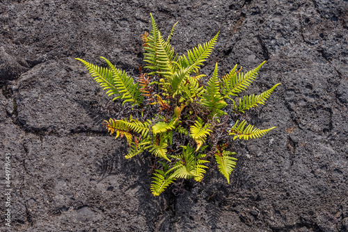 Pityrogramma austroamericana, Pityrogramma, the silverback ferns, or goldback ferns. Hawaii Volcanoes National Park, 1974 Aʻā Lava Flow.  photo