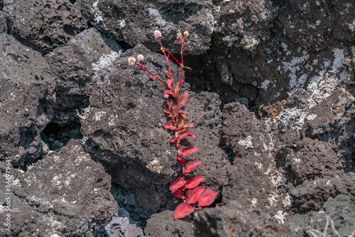 Persicaria capitata, pink-headed persicaria, pinkhead smartweed, pink knotweed, Japanese knotweed, pink bubble persicaria,   Hawaii Volcanoes National Park, 1974 Aʻā Lava Flow.    photo