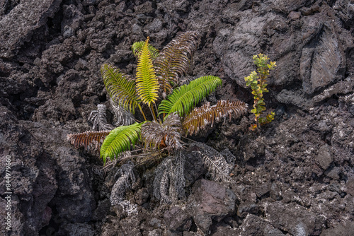  Sadleria cyatheoides, amaumau fern or ʻamaʻu, is a fern species in the family Blechnaceae,  Hawaii Volcanoes National Park, 1974 Aʻā Lava Flow. Metrosideros polymorpha photo