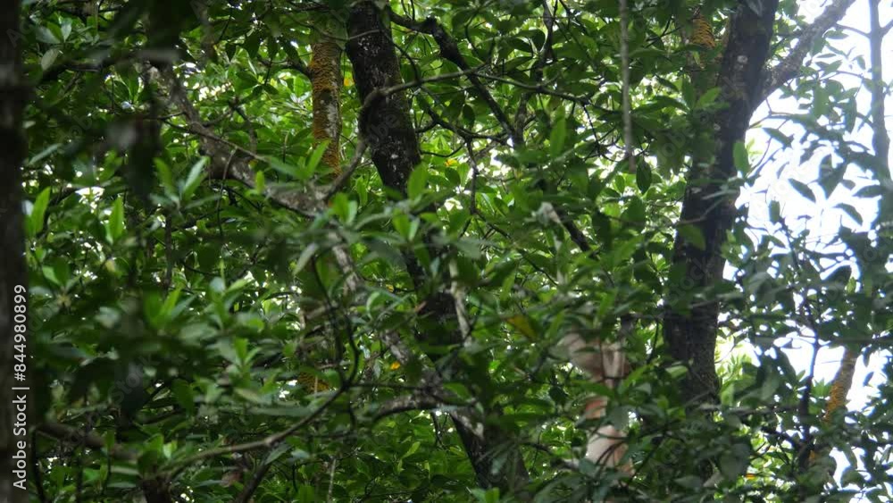 Selective focus proboscis monkey in the wild, sitting on tree, at mangrove forest at Tarakan, Indonesia. Proboscis monkey foraging at mangrove forest. Wild nature stock footage.
Selective focus proboscis monkey in the wild, sitting on tree, at mangrove forest at Tarakan, Indonesia. Proboscis monkey foraging at mangrove forest. Wild nature stock footage.