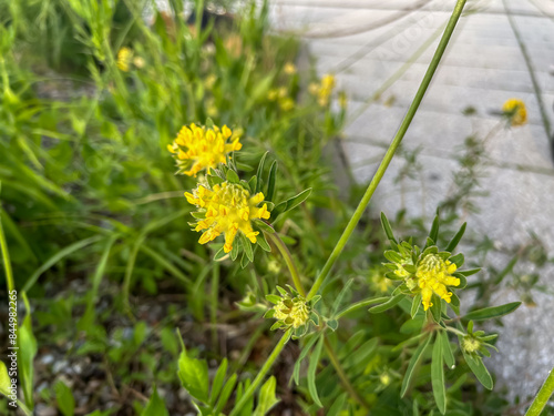 Anthyllis Vulneraria