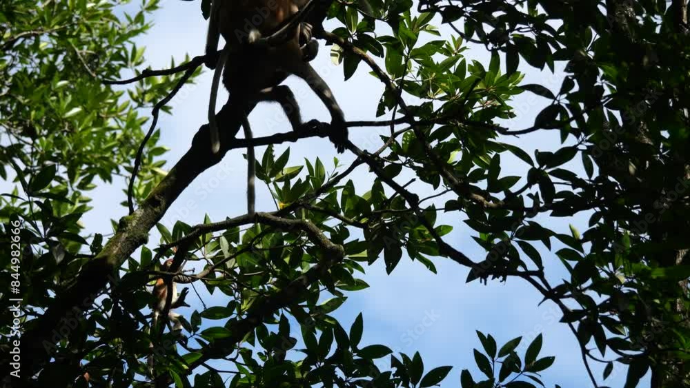 Baby Proboscis Monkey playing. The proboscis monkey (Nasalis larvatus) or long-nosed monkey is an arboreal Old World monkey with an unusually large nose, a reddish-brown skin color and a long tail.
Baby Proboscis Monkey playing. The proboscis monkey (Nasalis larvatus) or long-nosed monkey is an arboreal Old World monkey with an unusually large nose, a reddish-brown skin color and a long tail.