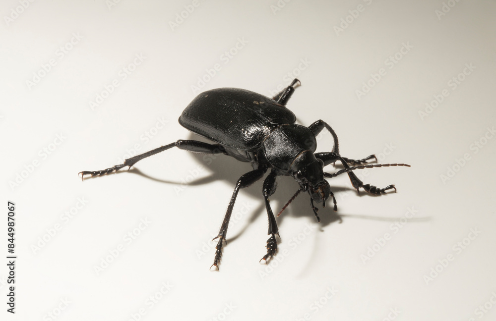 Carabus bessarabicus is a species of ground beetle from family Carabidae. Carabus bessarabicus is a species of ground beetle from family Carabidae.