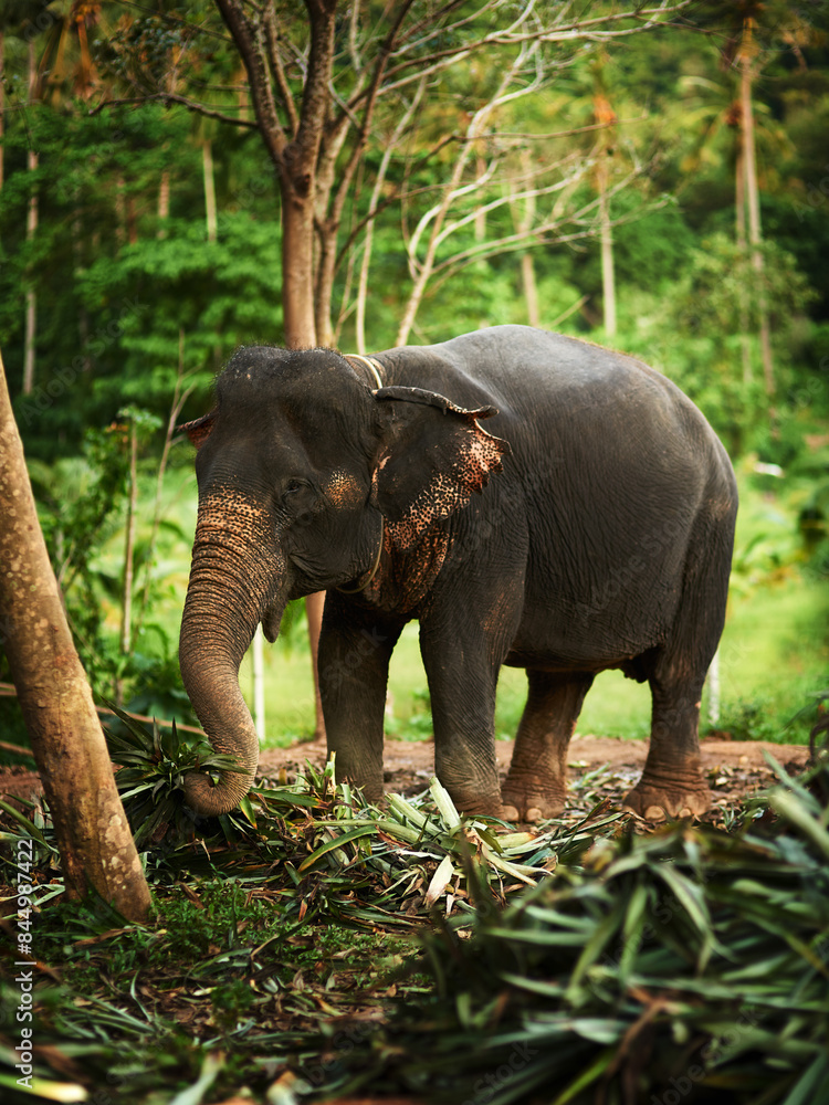 Fototapeta premium Forest, green and elephant eating plants in jungle or nature with organic food in Thailand. Outdoor, tropical and woods with conservation for biodiversity, ecosystems and preservation for wildlife