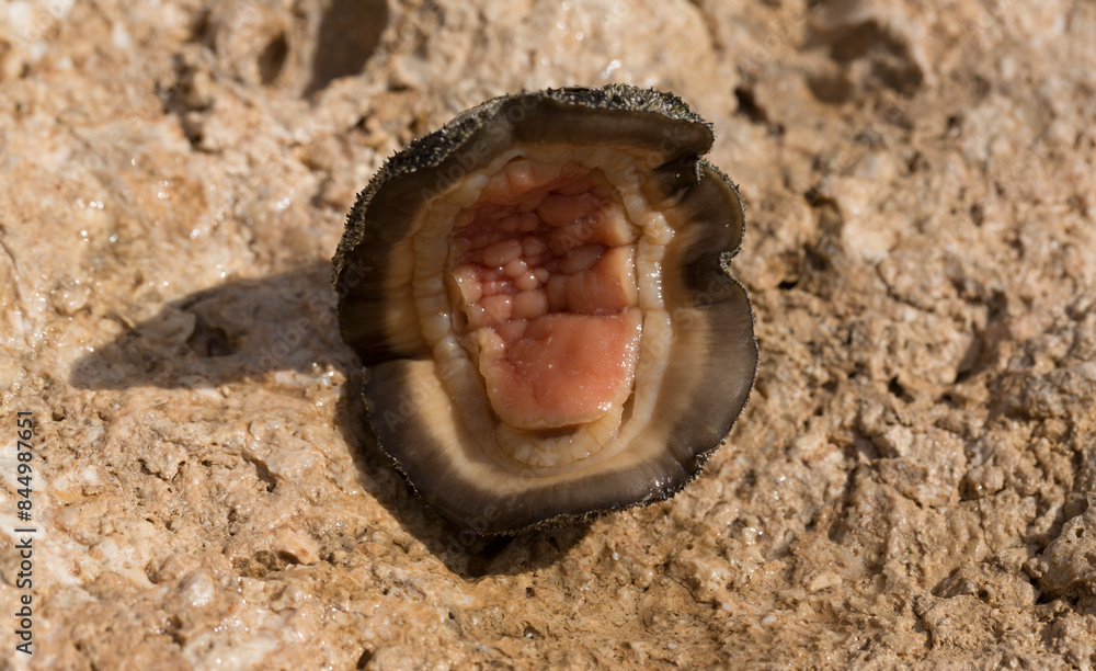 Acanthopleura haddoni, tropical species of chiton. The fauna of the Red Sea. A marine molluscs on a rock. Acanthopleura haddoni, tropical species of chiton. The fauna of the Red Sea. A marine molluscs on a rock.