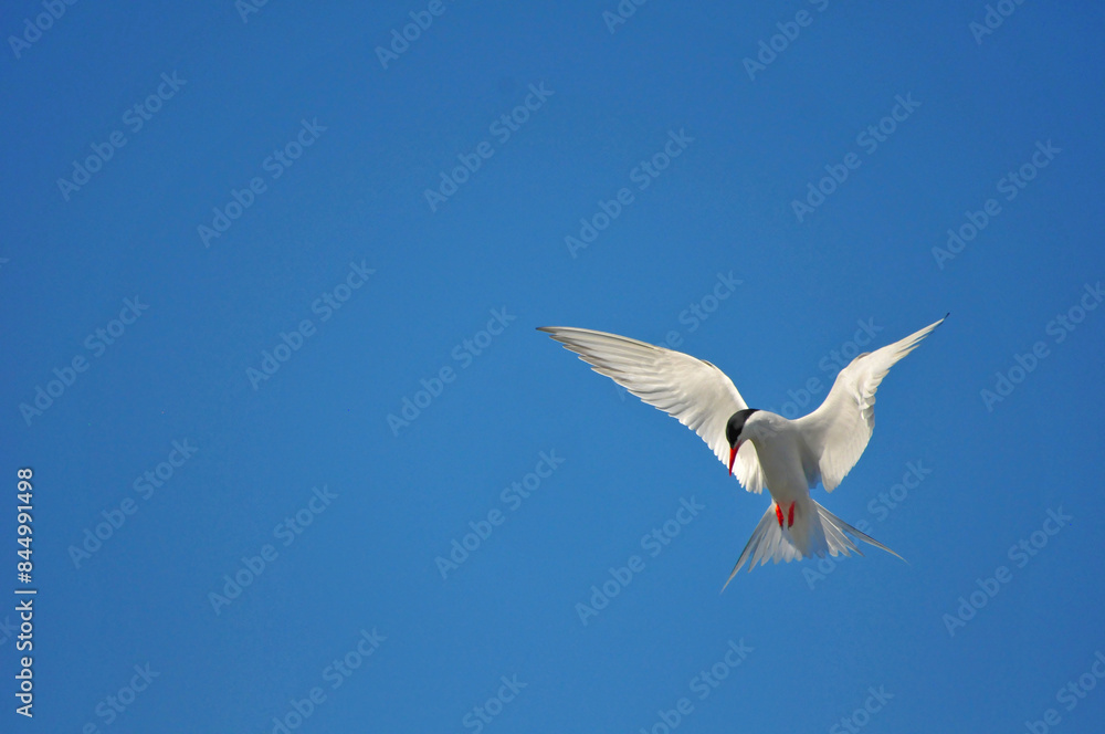 Obraz premium Holy spirit