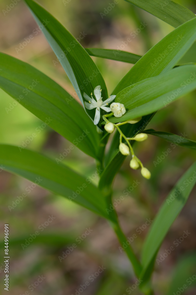 False Solomon's seal with green foliage is growing in the woods. False Solomon's seal with green foliage is growing in the woods.